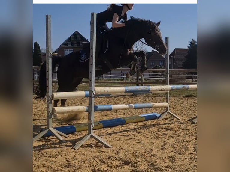 Pony tedesco Giumenta 14 Anni 145 cm Sauro scuro in Selsingen