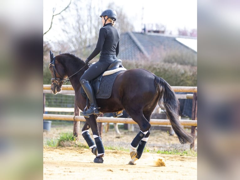 Pony tedesco Giumenta 14 Anni 145 cm Sauro scuro in Selsingen
