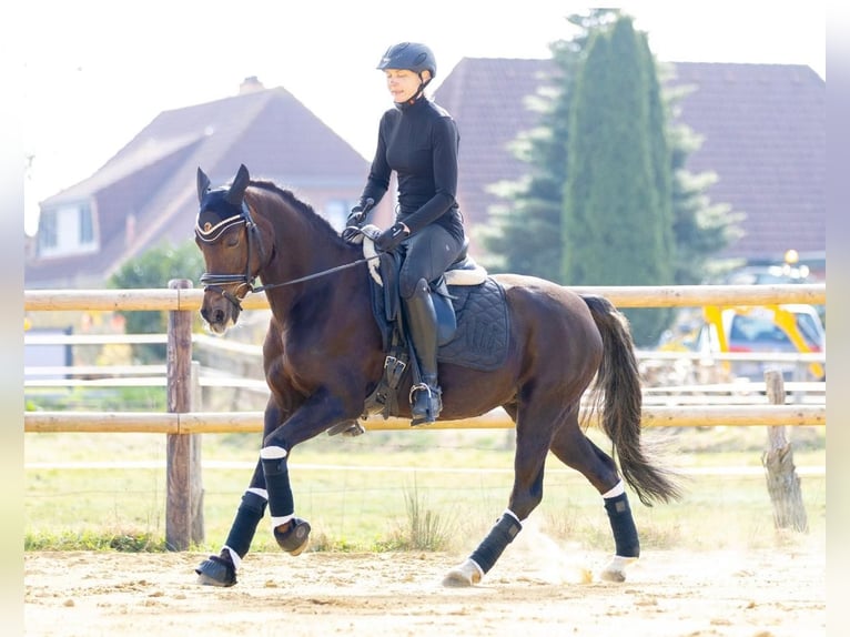 Pony tedesco Giumenta 14 Anni 145 cm Sauro scuro in Selsingen