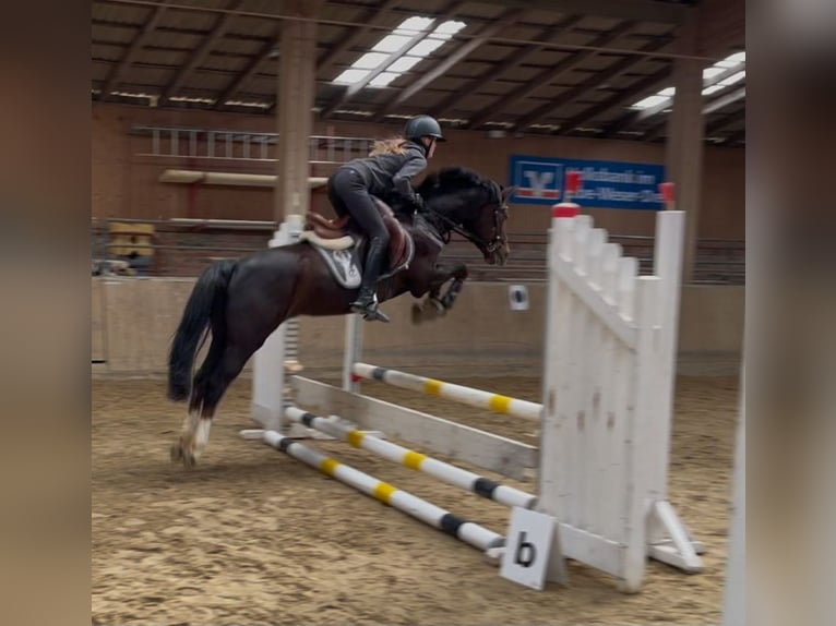 Pony tedesco Giumenta 14 Anni 145 cm Sauro scuro in Selsingen