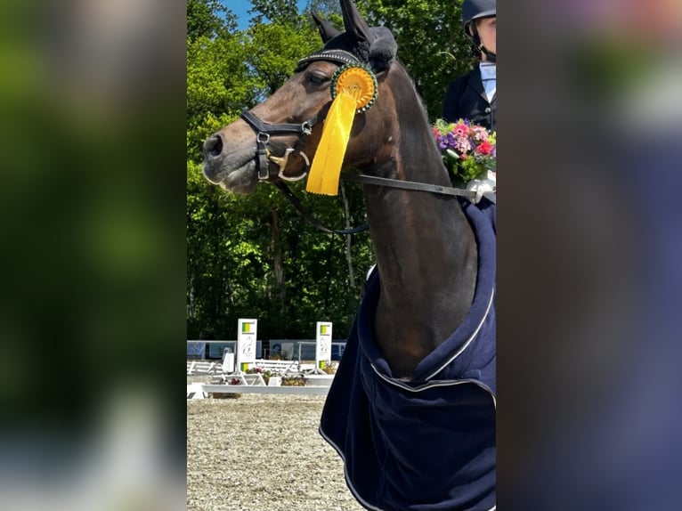 Pony tedesco Giumenta 14 Anni 145 cm Sauro scuro in Selsingen
