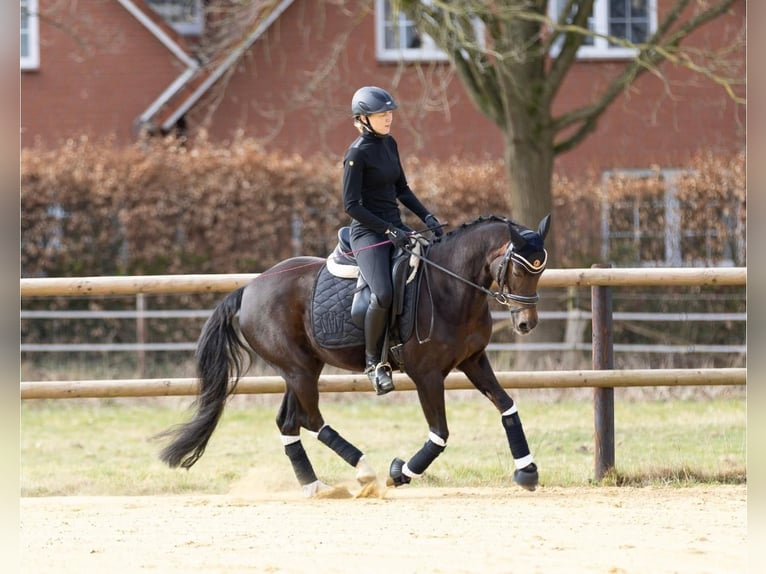 Pony tedesco Giumenta 14 Anni 145 cm Sauro scuro in Selsingen