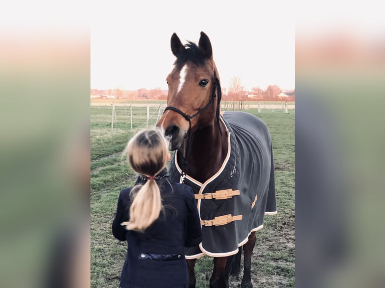 Pony tedesco Giumenta 14 Anni 146 cm Baio in Unna
