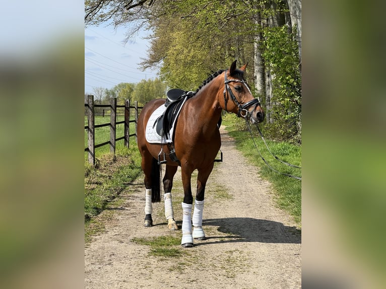 Pony tedesco Giumenta 14 Anni 146 cm Baio in Unna