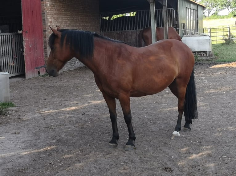 Pony tedesco Mix Giumenta 14 Anni 146 cm Baio in Wiendorf