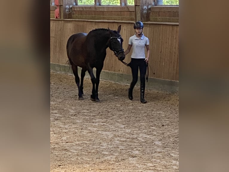 Pony tedesco Mix Giumenta 14 Anni 146 cm Baio scuro in Hamburg Lemsahl-Mellingstedt