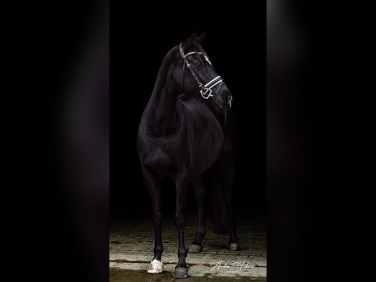 Pony tedesco Giumenta 14 Anni 147 cm Baio nero in Ganderkesee