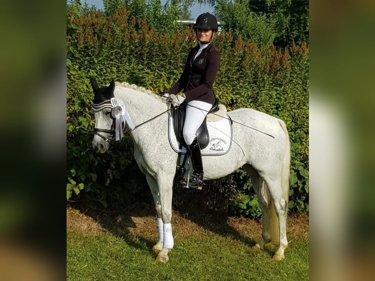 Pony tedesco Giumenta 14 Anni 147 cm Grigio trotinato in Harsdorf