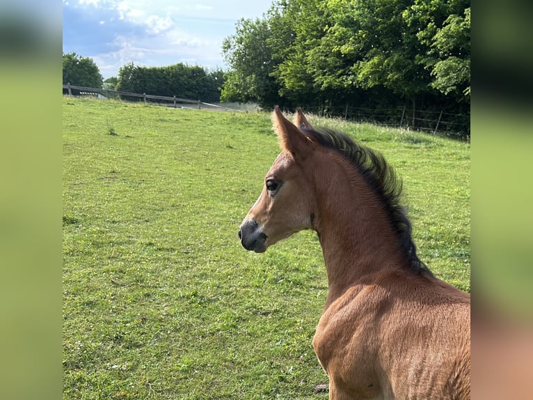 Pony tedesco Giumenta 14 Anni 148 cm Baio in Flintbek