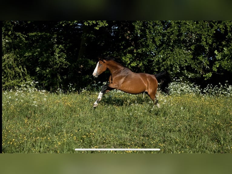 Pony tedesco Giumenta 14 Anni 148 cm Baio in Flintbek