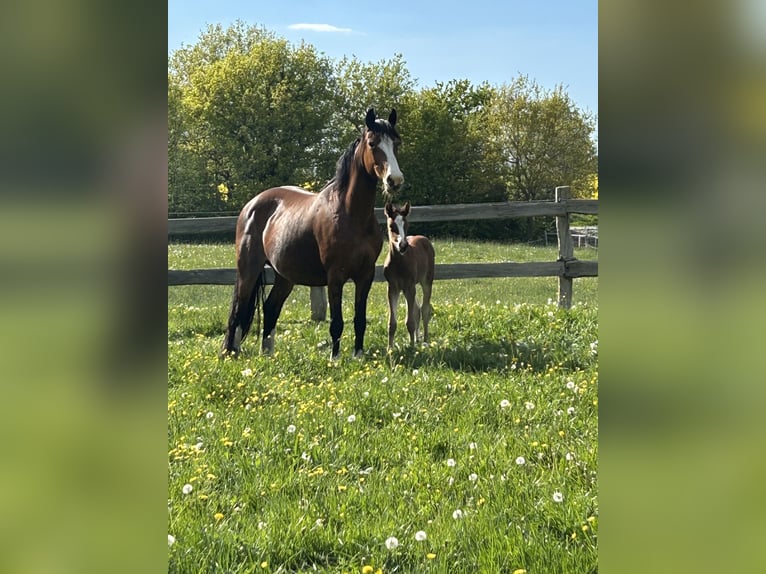 Pony tedesco Giumenta 14 Anni 148 cm Baio in Flintbek