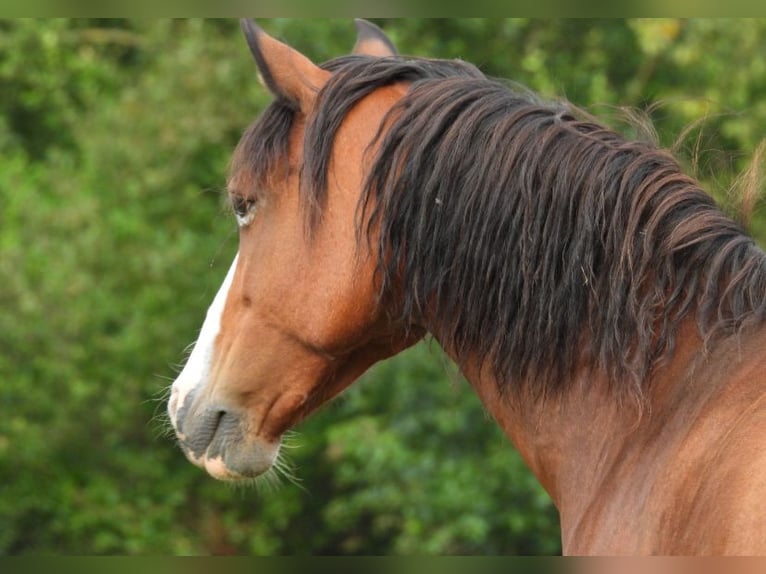Pony tedesco Giumenta 14 Anni 148 cm Baio in Flintbek
