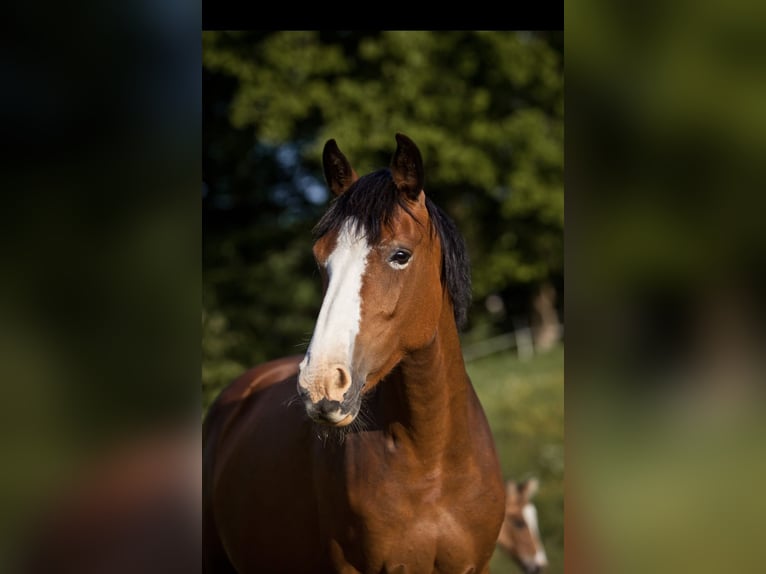 Pony tedesco Giumenta 14 Anni 148 cm Baio in Flintbek
