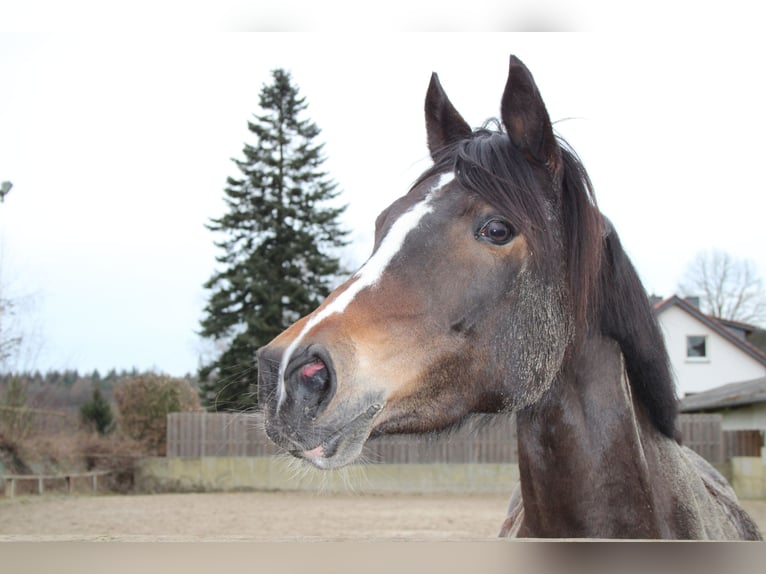 Pony tedesco Giumenta 14 Anni 148 cm Baio in Biebergemünd