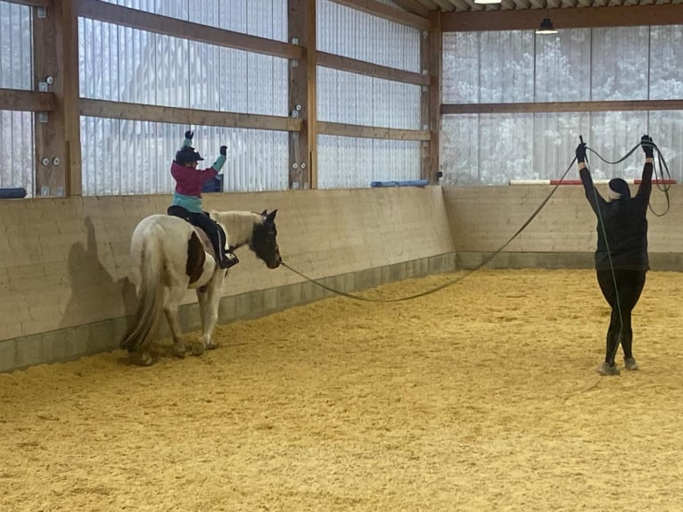 Pony tedesco Giumenta 14 Anni 148 cm Pezzato in Eberhardzell