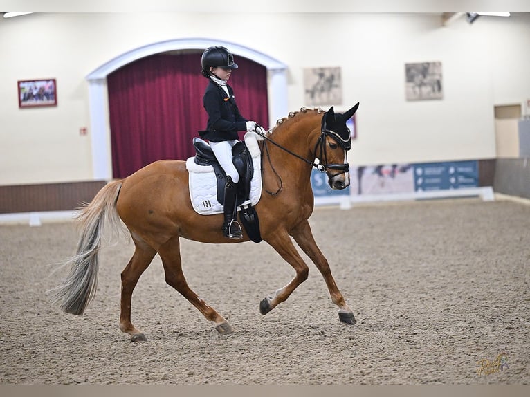 Pony tedesco Giumenta 14 Anni 148 cm Sauro in Kirchlinteln