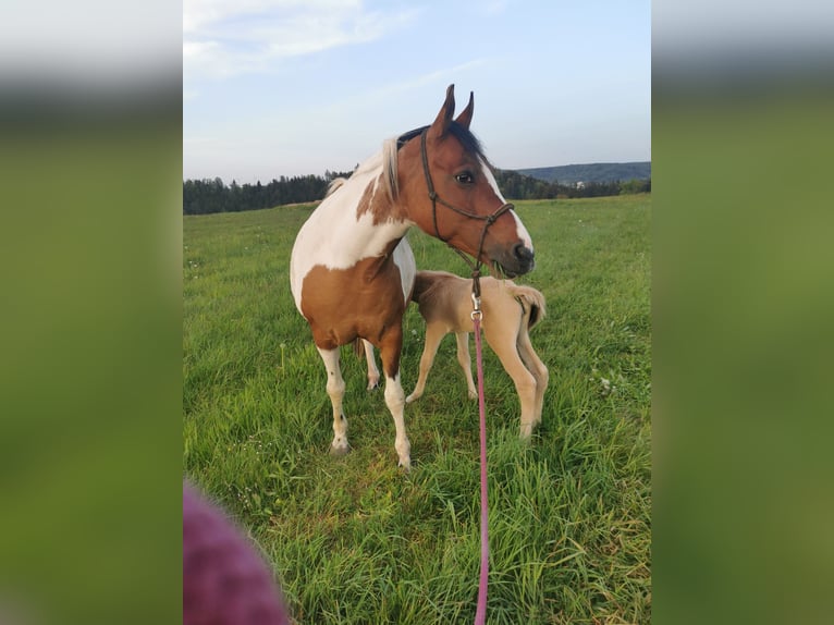 Pony tedesco Giumenta 14 Anni 149 cm Tovero-tutti i colori in Fichtenberg