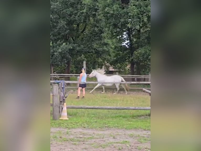 Pony tedesco Giumenta 14 Anni 153 cm Grigio in Wietzendorf