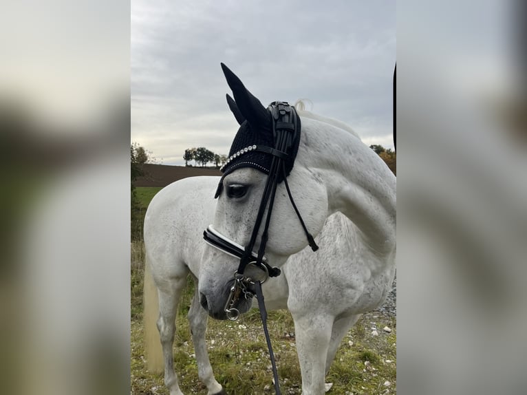 Pony tedesco Giumenta 14 Anni 154 cm Grigio in Harsdorf