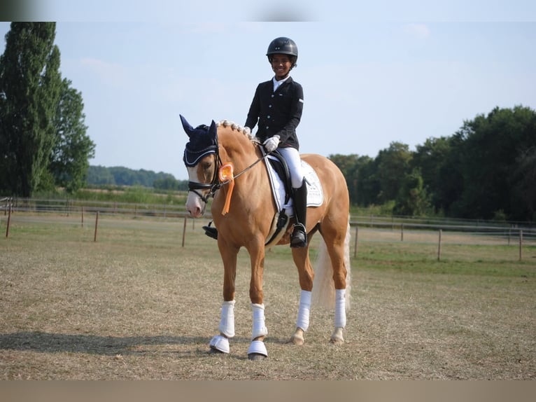 Pony tedesco Giumenta 14 Anni Palomino in Ascheberg