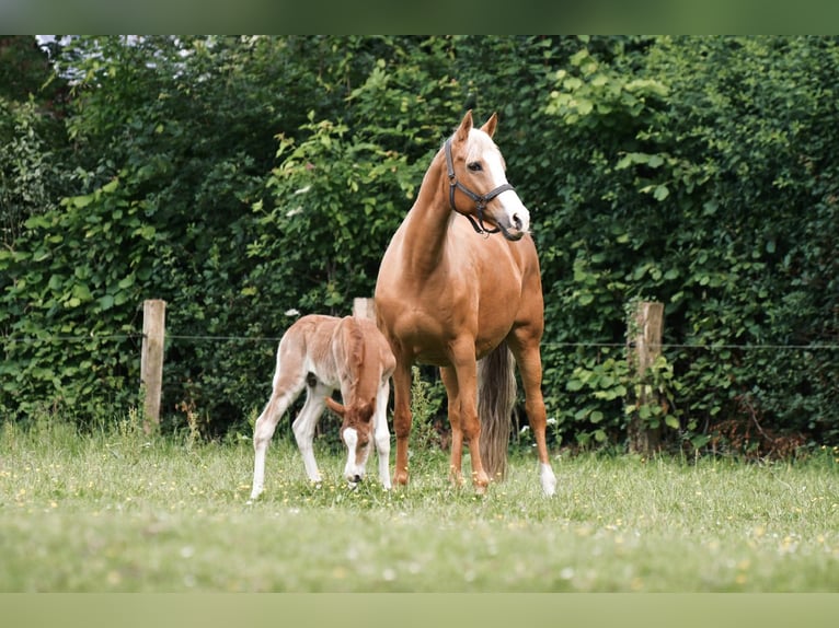 Pony tedesco Giumenta 14 Anni Palomino in Ascheberg