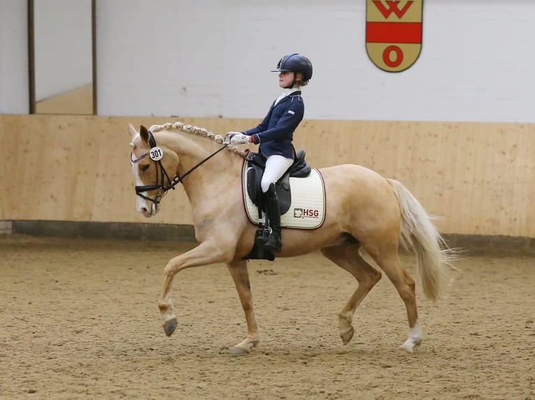 Pony tedesco Giumenta 14 Anni Palomino in Ascheberg