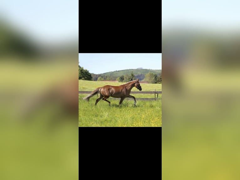 Pony tedesco Giumenta 14 Anni Sauro in Großenkneten