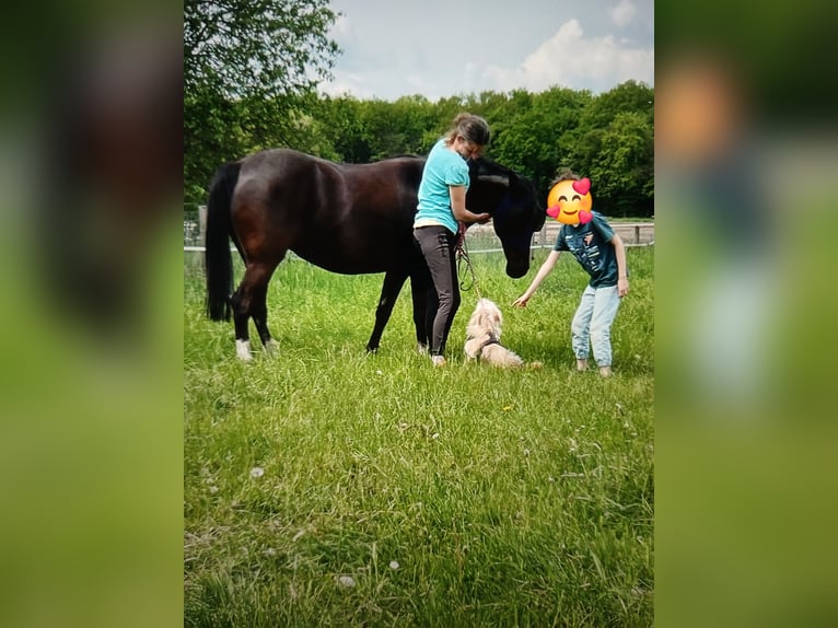 Pony tedesco Giumenta 15 Anni 142 cm Morello in Lotte