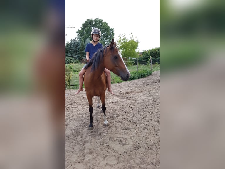 Pony tedesco Giumenta 15 Anni 143 cm Baio chiaro in Zossen