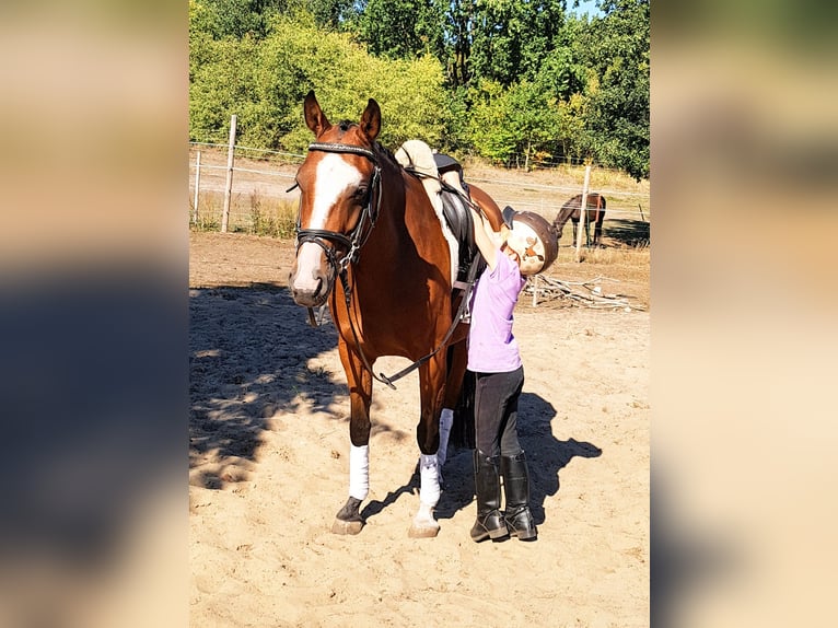 Pony tedesco Giumenta 15 Anni 143 cm Baio chiaro in Zossen