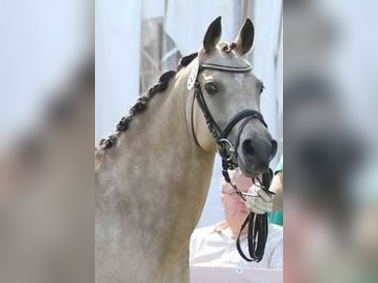 Pony tedesco Giumenta 15 Anni 144 cm Falbo in Ahaus