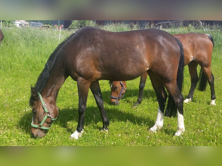 Pony tedesco Giumenta 15 Anni 145 cm Baio in Altfraunhofen