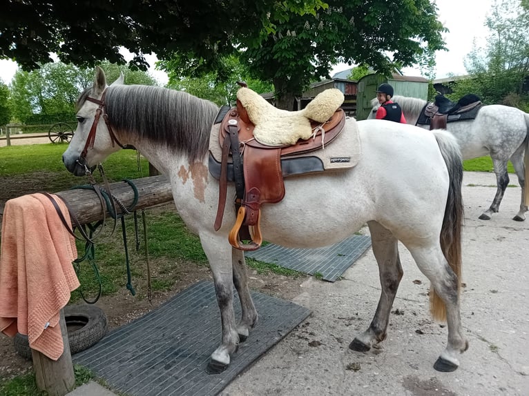 Pony tedesco Giumenta 15 Anni 145 cm Falbo in Woltersdorf