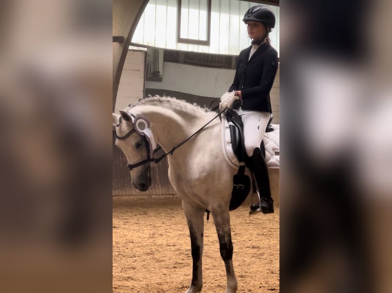 Pony tedesco Giumenta 15 Anni 145 cm Grigio pezzato in Hamburg