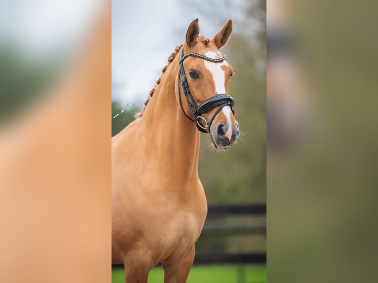 Pony tedesco Giumenta 15 Anni 145 cm Palomino in StrijenStrijen