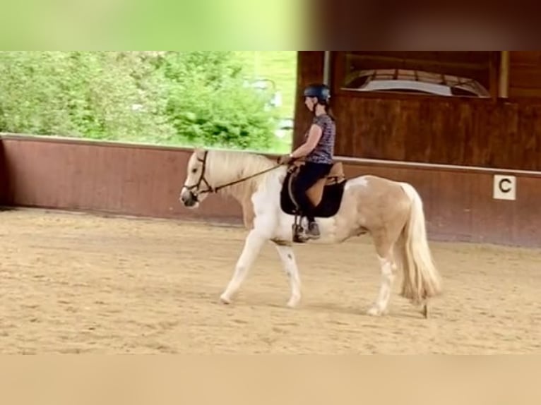 Pony tedesco Mix Giumenta 15 Anni 145 cm Pezzato in Morschen