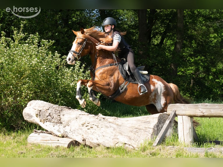 Pony tedesco Giumenta 15 Anni 145 cm Sauro in Radebeul