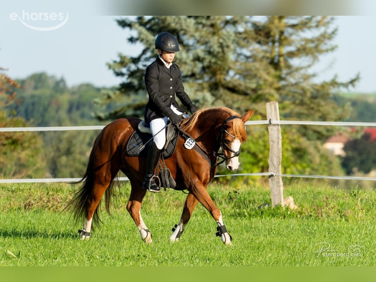 Pony tedesco Giumenta 15 Anni 145 cm Sauro in Radebeul