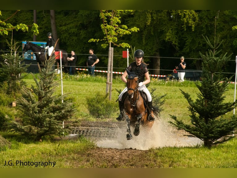 Pony tedesco Giumenta 15 Anni 146 cm Baio in Langenenslingen