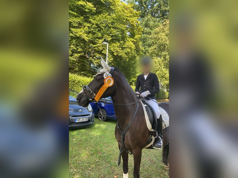 Pony tedesco Giumenta 15 Anni 146 cm Baio scuro in Schenklengsfeld
