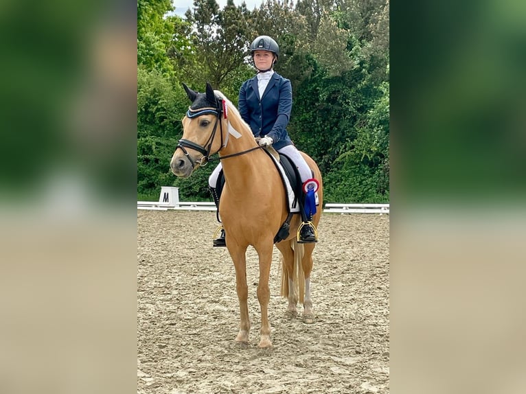 Pony tedesco Giumenta 15 Anni 146 cm Palomino in Nienburg (Weser)