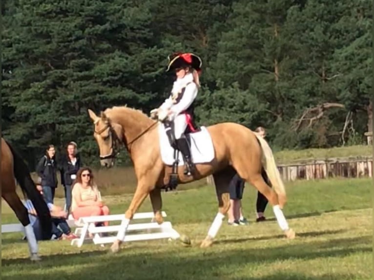 Pony tedesco Giumenta 15 Anni 146 cm Palomino in Nienburg (Weser)