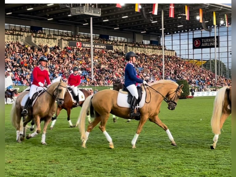 Pony tedesco Giumenta 15 Anni 146 cm Palomino in Nienburg (Weser)