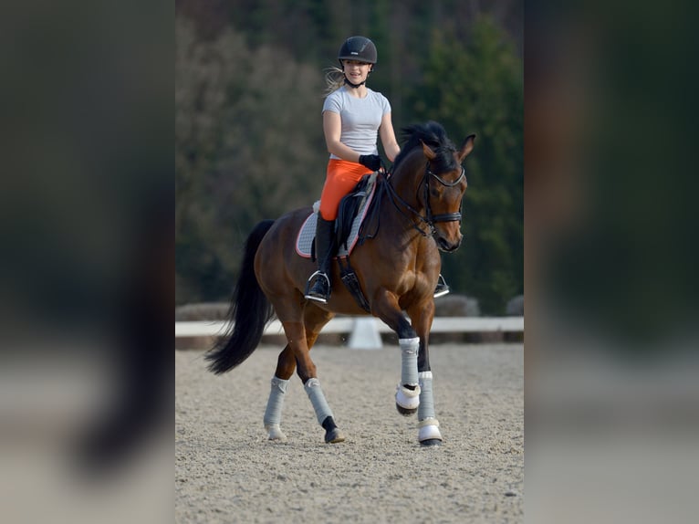 Pony tedesco Giumenta 15 Anni 147 cm Baio in Engelskirchen