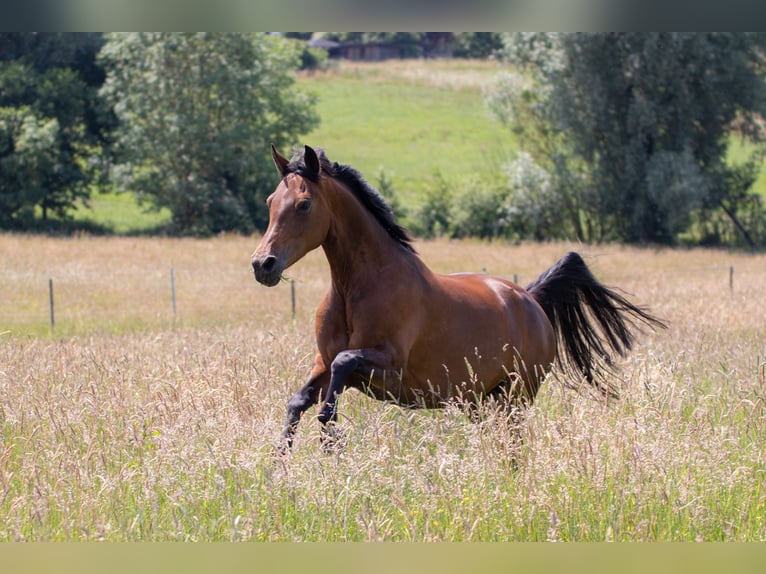 Pony tedesco Giumenta 15 Anni 147 cm Baio in Engelskirchen