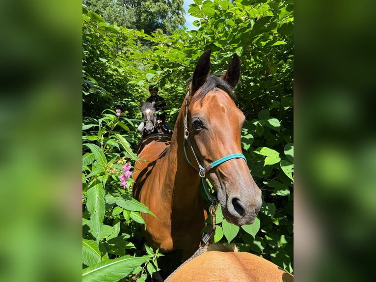 Pony tedesco Giumenta 15 Anni 147 cm Baio in Engelskirchen