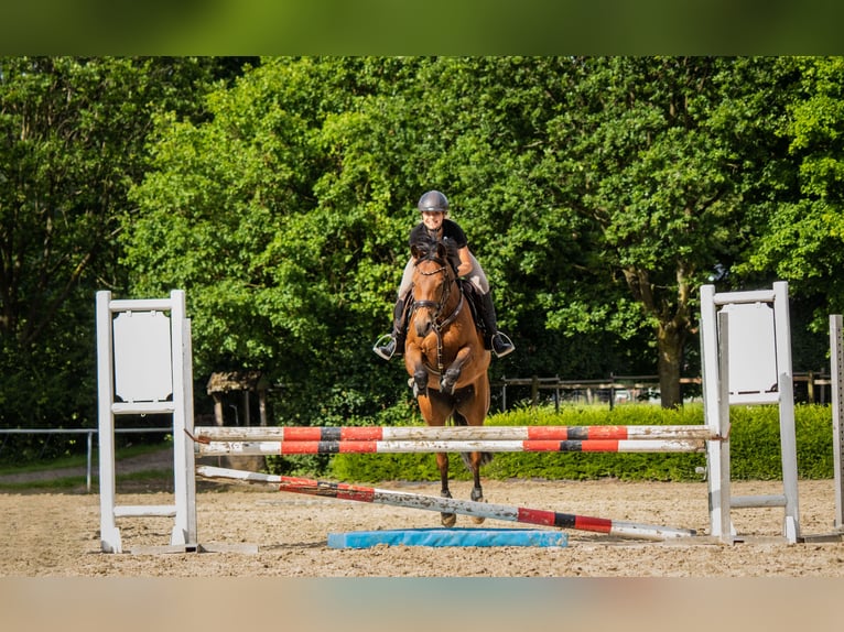 Pony tedesco Giumenta 15 Anni 147 cm Baio in Engelskirchen