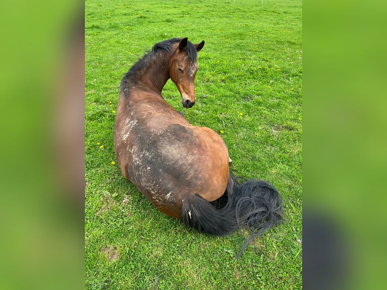 Pony tedesco Giumenta 15 Anni 147 cm Baio in Engelskirchen