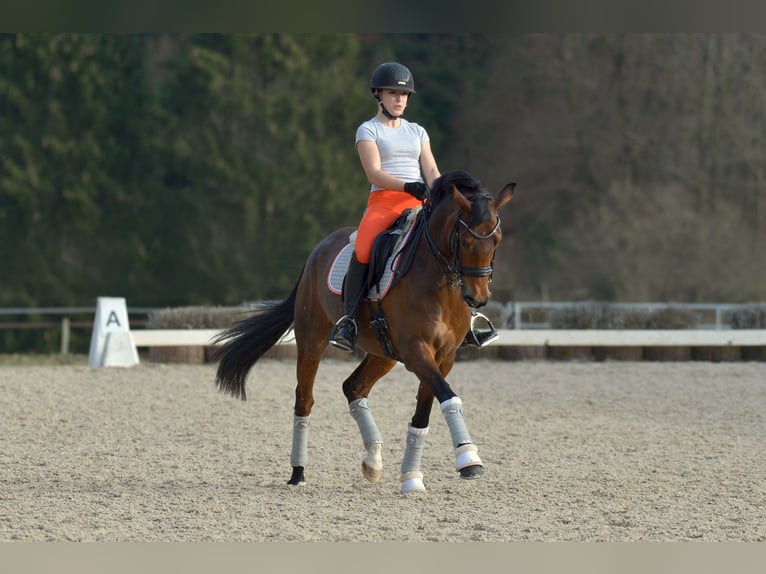 Pony tedesco Giumenta 15 Anni 147 cm Baio in Engelskirchen