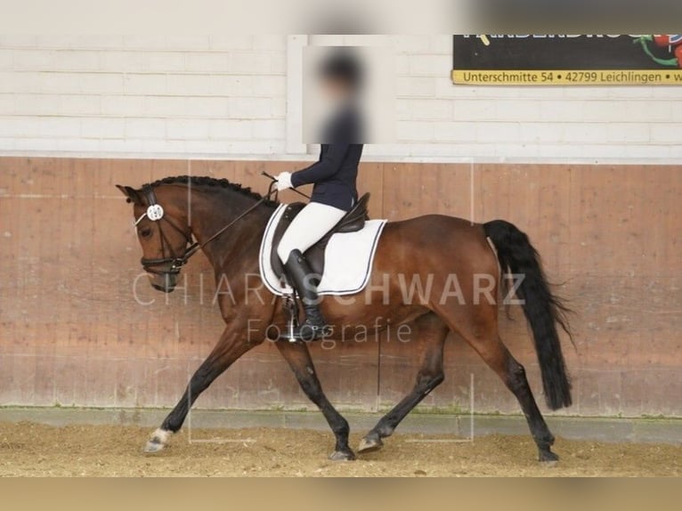 Pony tedesco Giumenta 15 Anni 147 cm Baio in Düsseldorf